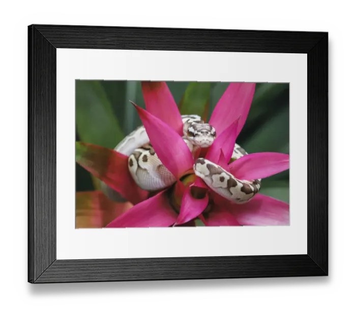 Framed Print : Ball python Framed Print : Ball python