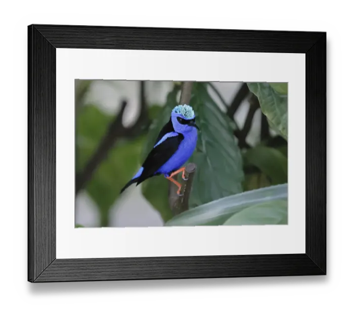 Framed Print : Red-legged honeycreeper Framed Print : Red-legged honeycreeper