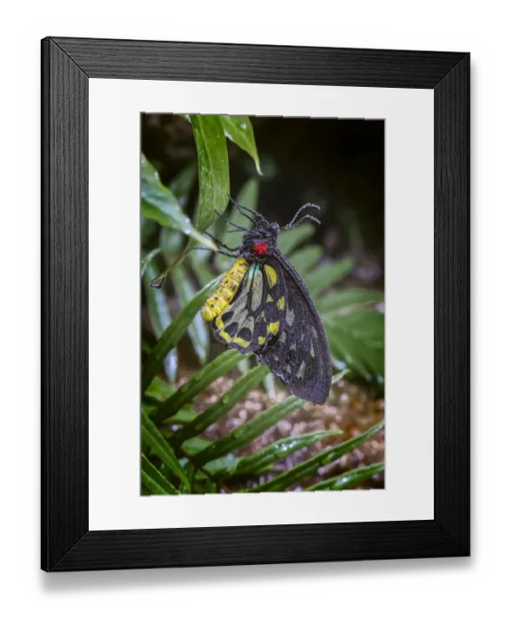 Framed Print : Common green birdwing, Cape York Birdwing Framed Print : Common green birdwing, Cape York Birdwing