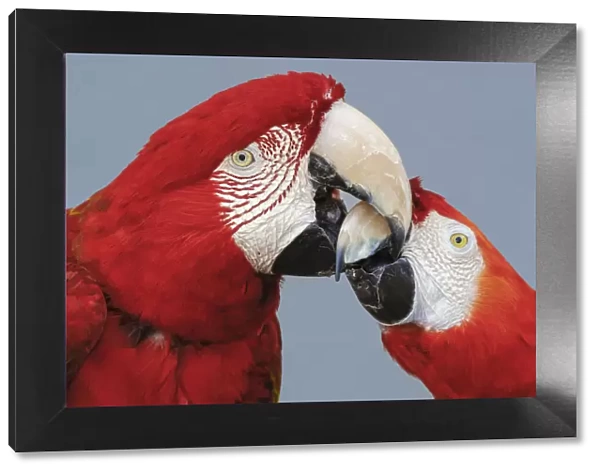 Red and green Macaws, Green-winged Macaw