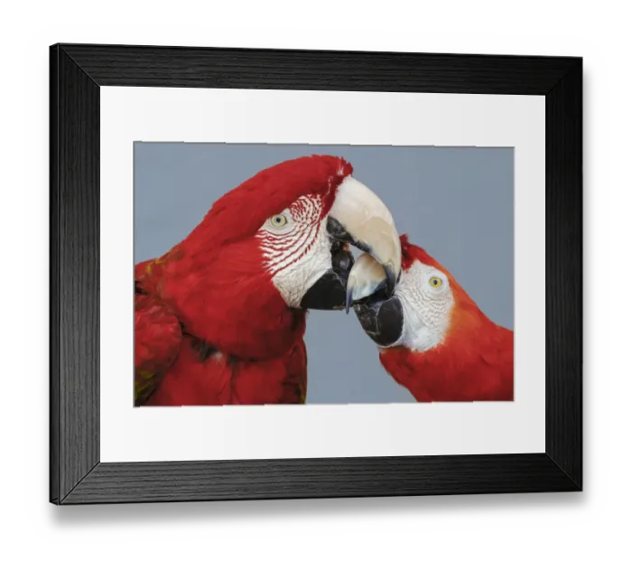 Framed Print : Red and green Macaws, Green-winged Macaw Framed Print : Red and green Macaws, Green-winged Macaw