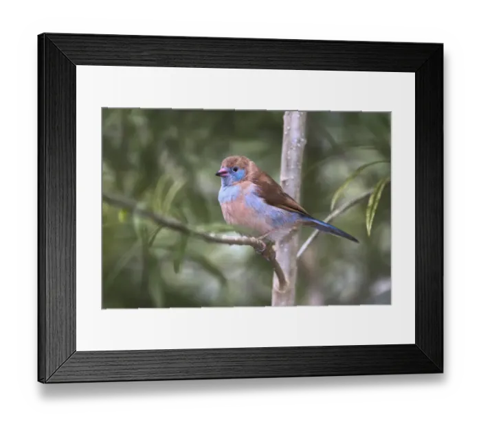 Framed Print : Female Red-cheeked cordon-bleu Framed Print : Female Red-cheeked cordon-bleu