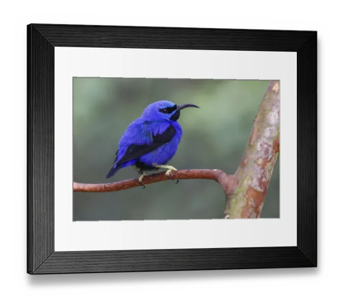 Framed Print : Yellow-legged honeycreeper, native to South America Framed Print : Yellow-legged honeycreeper, native to South America