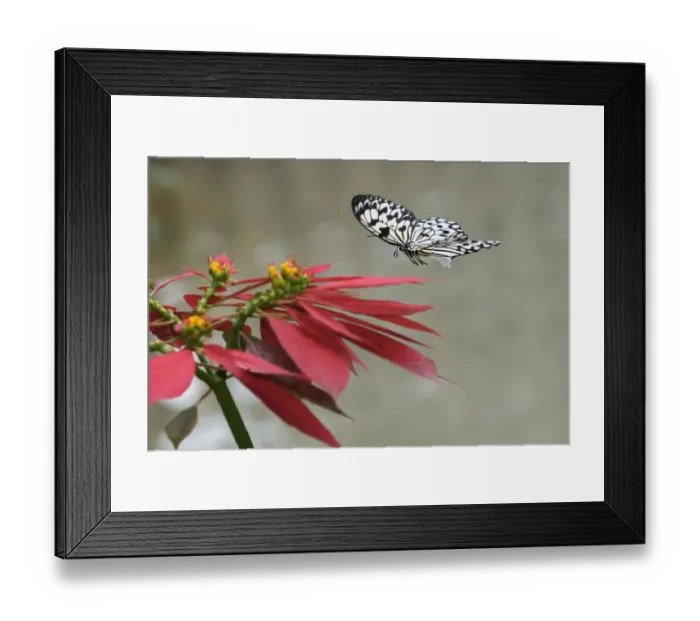 Framed Print : Paper kite or Large tree nymph butterfly flying Framed Print : Paper kite or Large tree nymph butterfly flying