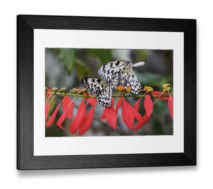 Framed Print : Paper kite or Large tree nymph butterfly flying Framed Print : Paper kite or Large tree nymph butterfly flying