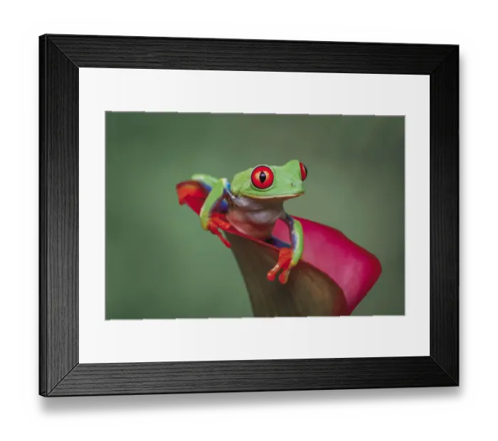 Framed Print : Red-eyed tree frog Framed Print : Red-eyed tree frog