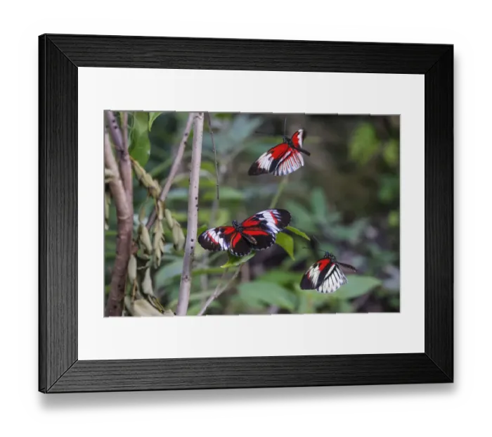 Framed Print : Piano key or Postman butterflies flying Framed Print : Piano key or Postman butterflies flying