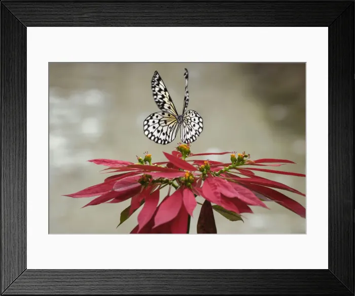 Framed Print : Paper kite or Large tree nymph butterfly flying Framed Print : Paper kite or Large tree nymph butterfly flying
