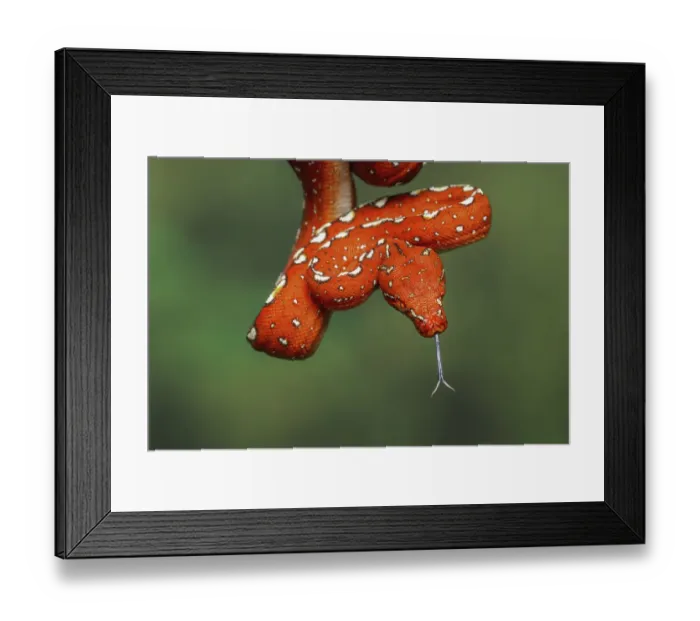 Framed Print : Juvenile Green tree python