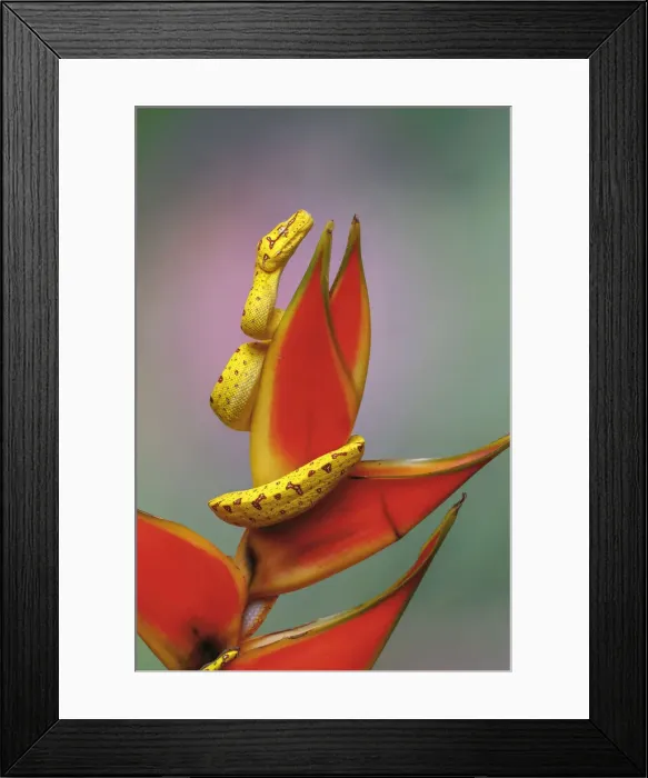 Framed Print : Juvenile Green tree python Framed Print : Juvenile Green tree python