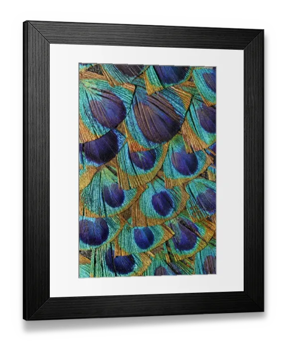 Framed Print : Pattern in peacock feathers Framed Print : Pattern in peacock feathers