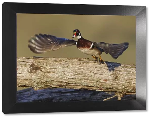 Male wood duck flying