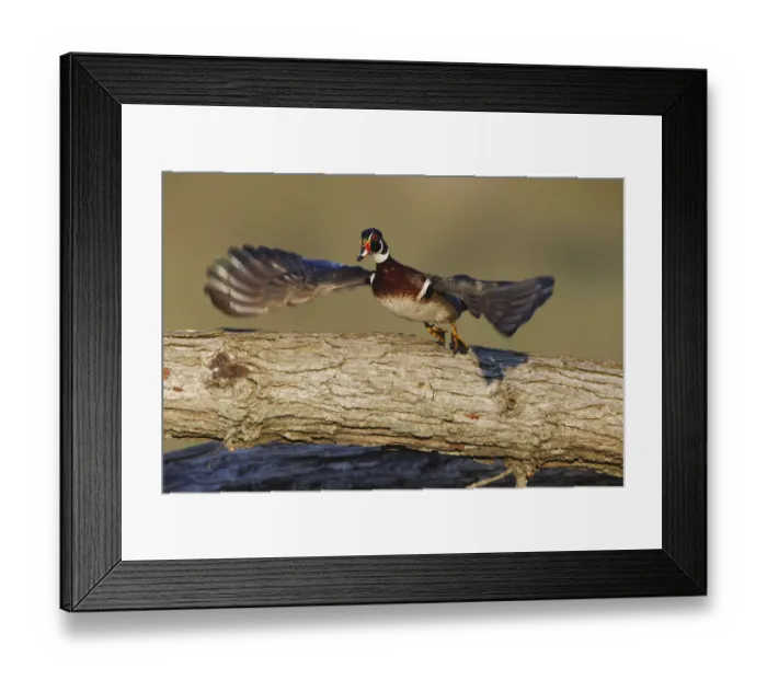 Framed Print : Male wood duck flying Framed Print : Male wood duck flying