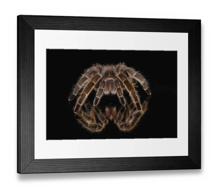 Framed Print : Mexican redknee tarantula reflected on mirror Framed Print : Mexican redknee tarantula reflected on mirror