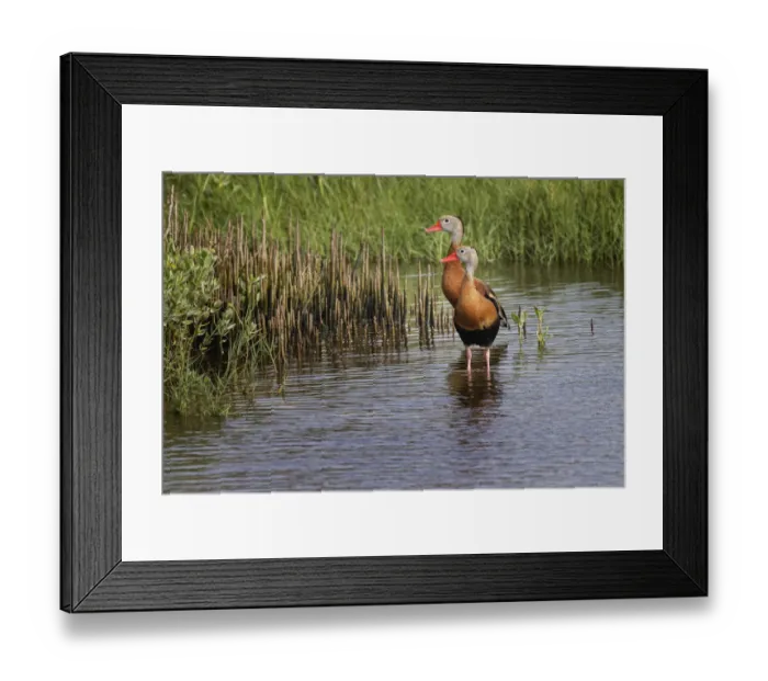Framed Print : Pair of Black-bellied whistling ducks, South Padre Island Framed Print : Pair of Black-bellied whistling ducks, South Padre Island