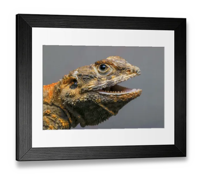 Framed Print : Bearded dragon, Pogona