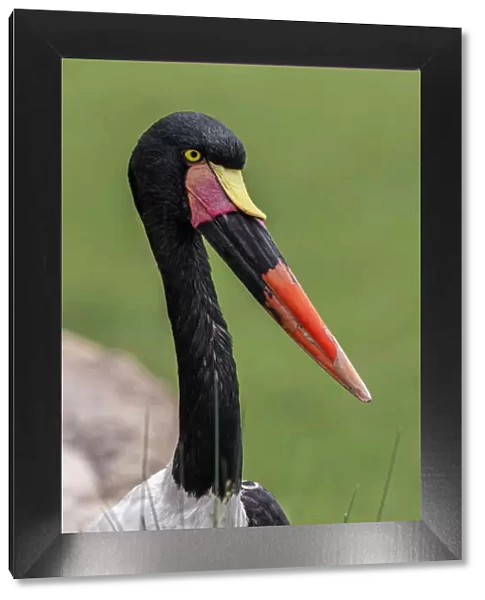 Female Saddle-billed stork