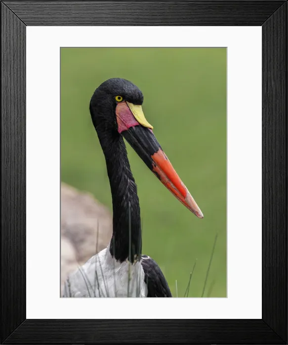 Framed Print : Female Saddle-billed stork Framed Print : Female Saddle-billed stork