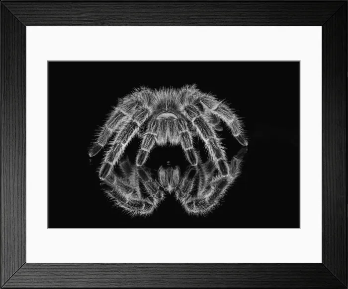 Framed Print : Black and white of Mexican redknee tarantula reflected on mirror Framed Print : Black and white of Mexican redknee tarantula reflected on mirror