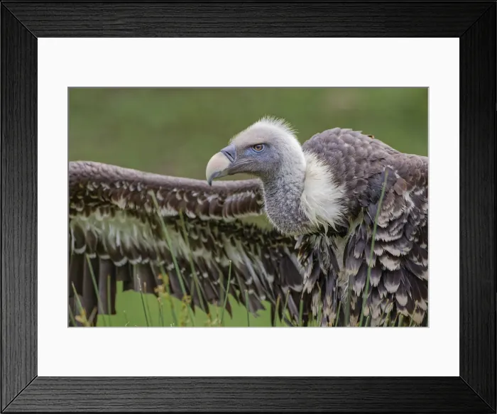 Framed Print : Ruppels griffon vulture, Critically endangered species Framed Print : Ruppels griffon vulture, Critically endangered species