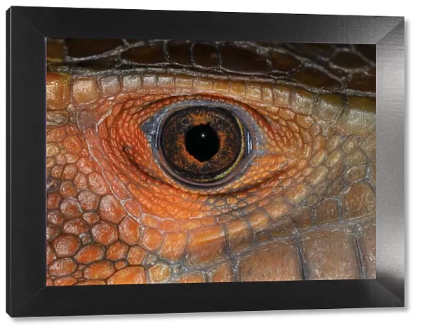 Caiman lizard close-up of eyeball