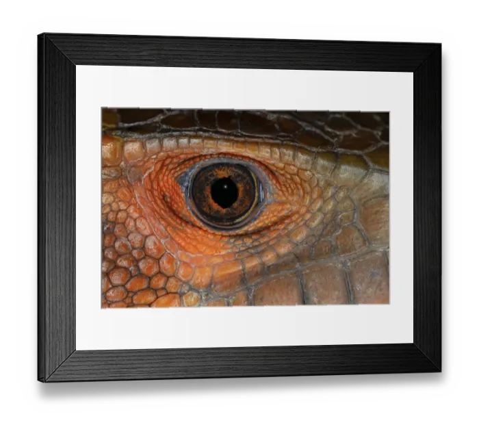 Framed Print : Caiman lizard close-up of eyeball