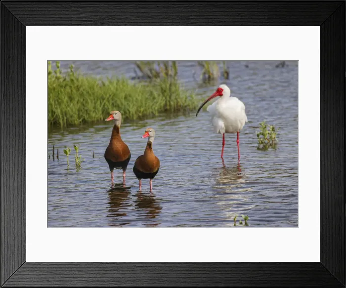 Framed Print : Pair of Black-bellied whistling ducks and White ibis, South Padre Island