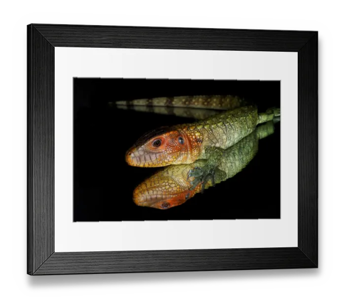 Framed Print : Caiman lizard reflected on glass