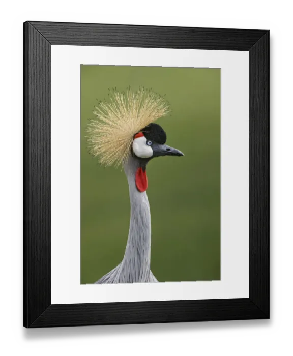 Framed Print : African crowned crane