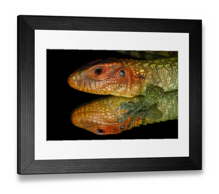 Framed Print : Caiman lizard reflected on glass Framed Print : Caiman lizard reflected on glass