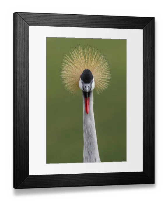 Framed Print : African crowned crane Framed Print : African crowned crane