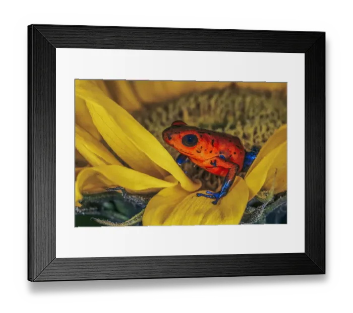 Framed Print : Blue-jean frog, Strawberry poison dart frog Framed Print : Blue-jean frog, Strawberry poison dart frog