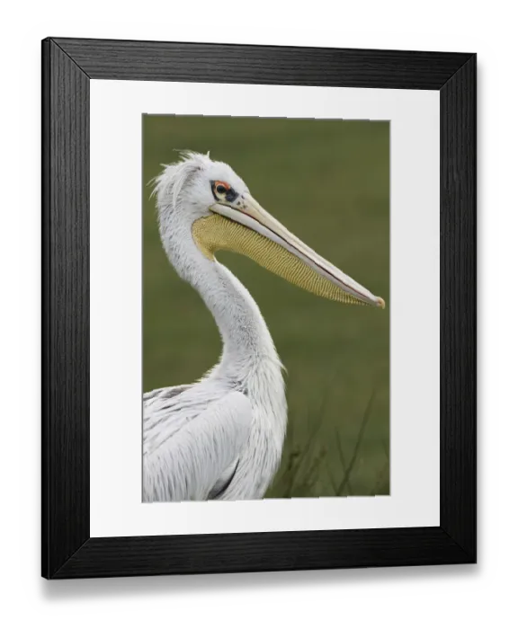 Framed Print : Pink-backed Pelican Framed Print : Pink-backed Pelican