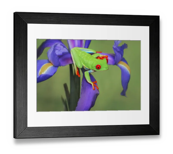 Framed Print : Red-eyed tree frog climbing on iris flower Framed Print : Red-eyed tree frog climbing on iris flower