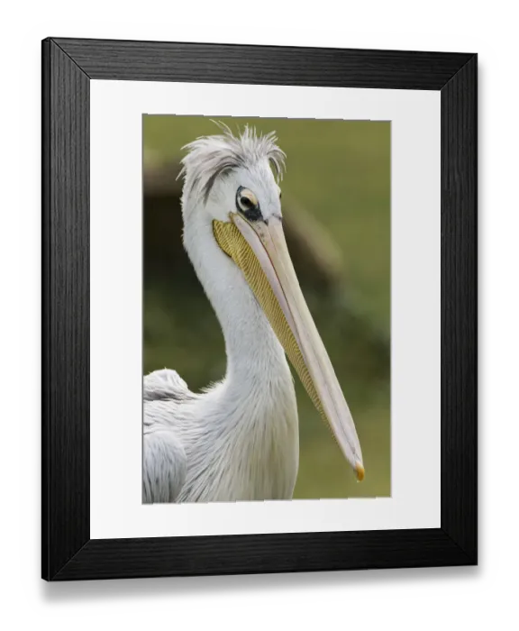 Framed Print : Pink-backed Pelican Framed Print : Pink-backed Pelican