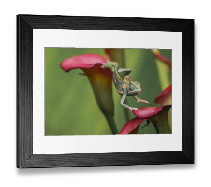 Framed Print : Veiled chameleon Framed Print : Veiled chameleon