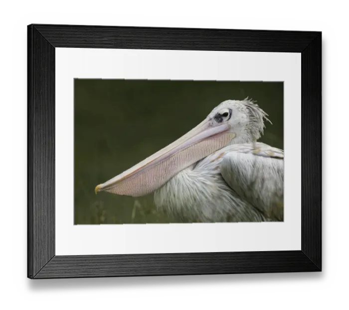Framed Print : Pink-backed Pelican Framed Print : Pink-backed Pelican