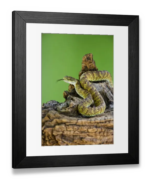 Framed Print : USA. Captive Broadleys bush viper coiled on tree limb