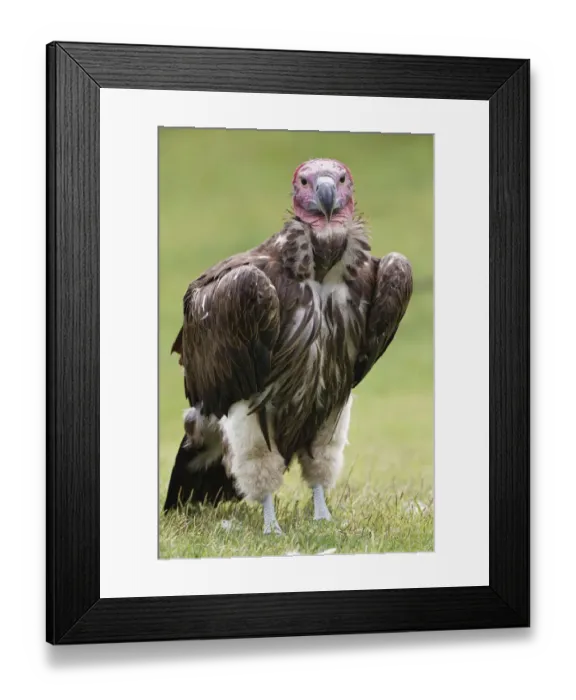 Framed Print : Lappet-faced vulture or Nubian Vulture Framed Print : Lappet-faced vulture or Nubian Vulture