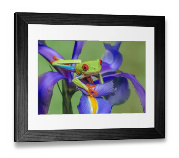 Framed Print : Red-eyed tree frog climbing on iris flower Framed Print : Red-eyed tree frog climbing on iris flower