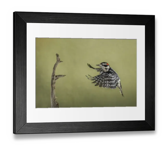 Framed Print : Downy woodpecker flying