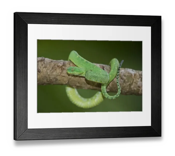 Framed Print : USA. Captive green West African bush viper on limb Framed Print : USA. Captive green West African bush viper on limb