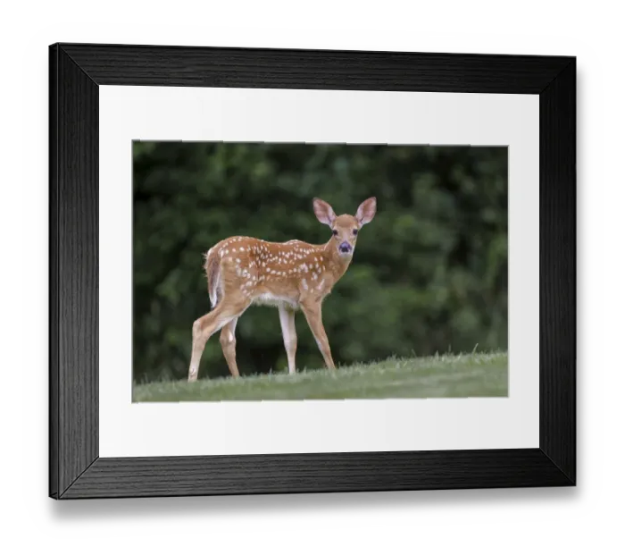 Framed Print : Very young white-tailed deer fawn Framed Print : Very young white-tailed deer fawn