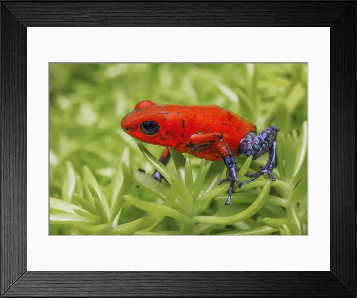 Framed Print : Blue-jeans frog, Strawberry poison dart frog