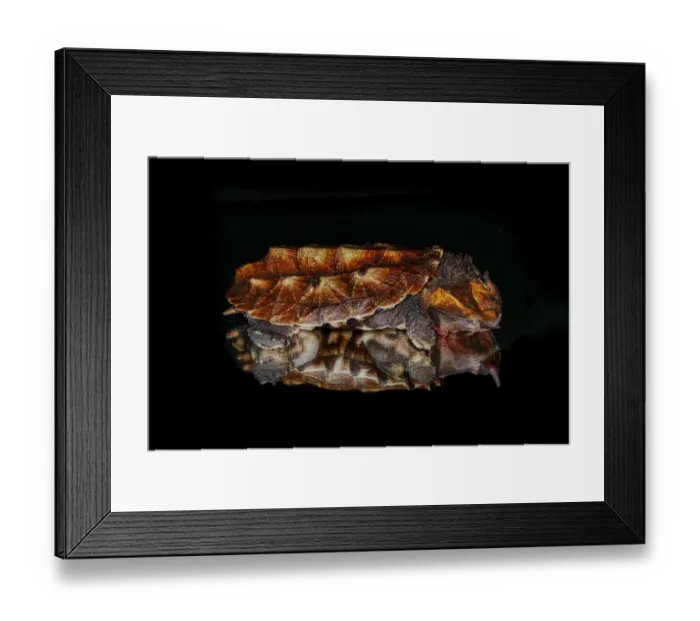 Framed Print : Mata mata turtle reflected on reflective surface, native to South America