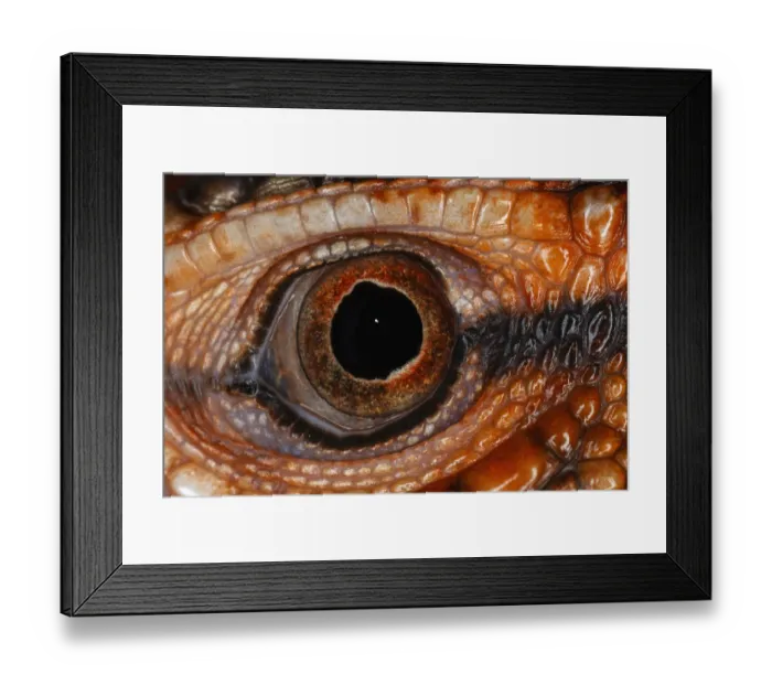 Framed Print : Caiman lizard close-up of eyeball Framed Print : Caiman lizard close-up of eyeball