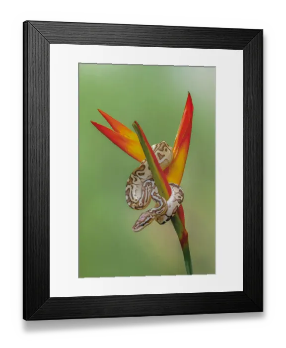 Framed Print : Ball python Framed Print : Ball python