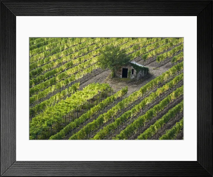 Framed Print : Italy, Tuscany. Vineyard with grapes on the vine and small shed in the field Framed Print : Italy, Tuscany. Vineyard with grapes on the vine and small shed in the field