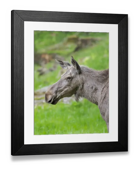 Framed Print : Moose or Elk. Enclosure in the Bavarian Forest National Park, Germany, Bavaria Framed Print : Moose or Elk. Enclosure in the Bavarian Forest National Park, Germany, Bavaria