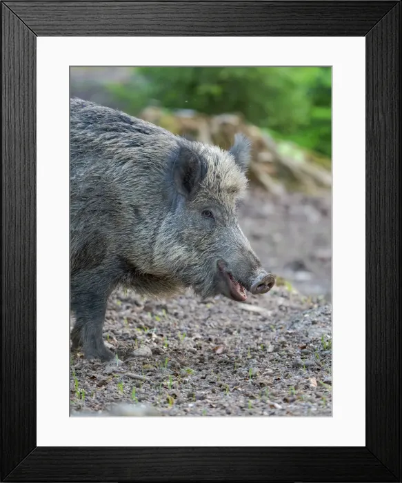Framed Print : Wild boar in high forest. Enclosure in the Bavarian Forest National Park, Germany, Bavaria
